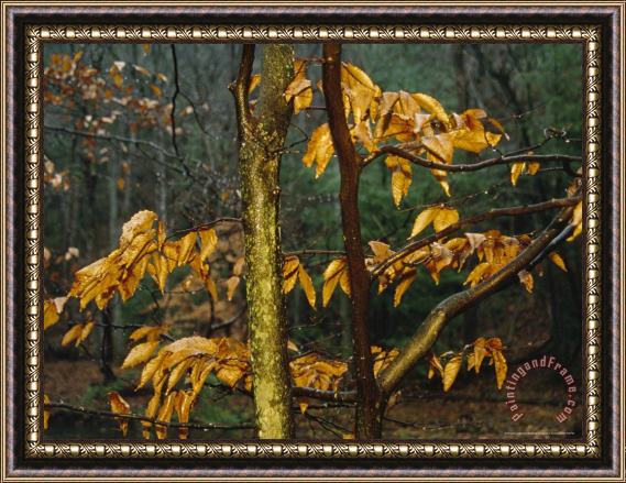 Raymond Gehman Beech Tree at Wilson Creek in The Rain Framed Painting