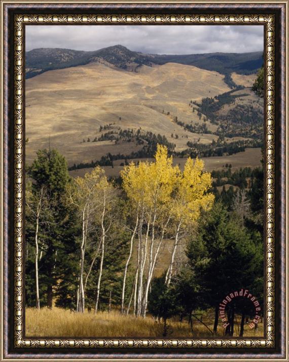 Raymond Gehman Beyond Evergreens And Aspens Grasslands Slope North to Yellowstone S Buffalo Plateau Framed Print