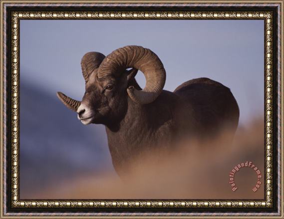 Raymond Gehman Bighorn Ram Yellowstone National Park Wyoming Framed Painting
