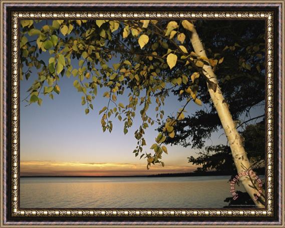 Raymond Gehman Birch Tree Leaves Highlighted at Sunset on Clear Lake Framed Painting