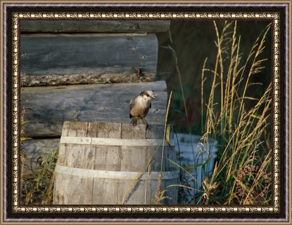 Raymond Gehman Bird Perched on an Old Barrel Framed Painting