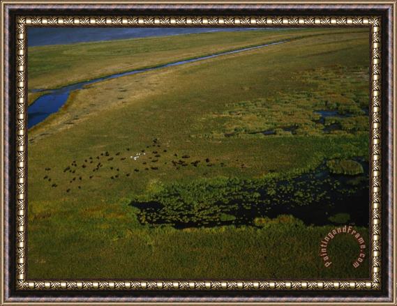 Raymond Gehman Bison Graze And Rest in The Green of The Peace Athabasca Delta Framed Print