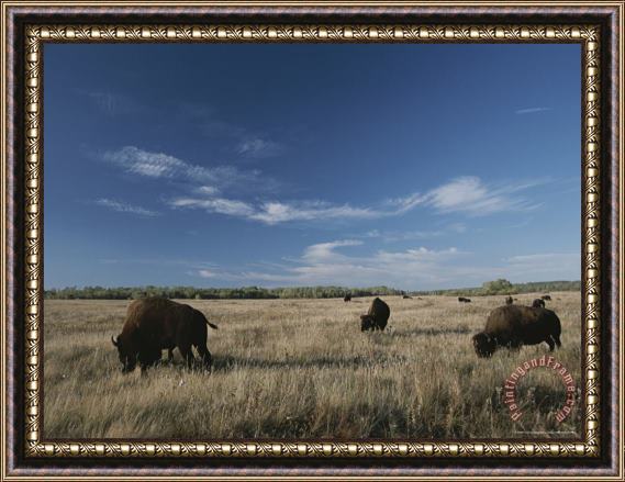 Raymond Gehman Bison Graze on a Field Set Against a Blue Sky with Wispy Clouds Framed Painting