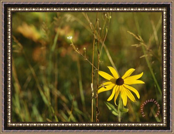 Raymond Gehman Black Eye Susan Among Grasses And Weedy Plants Framed Painting