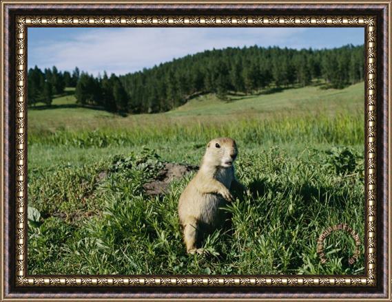 Raymond Gehman Black Tailed Prairie Dog by Its Burrow Framed Print
