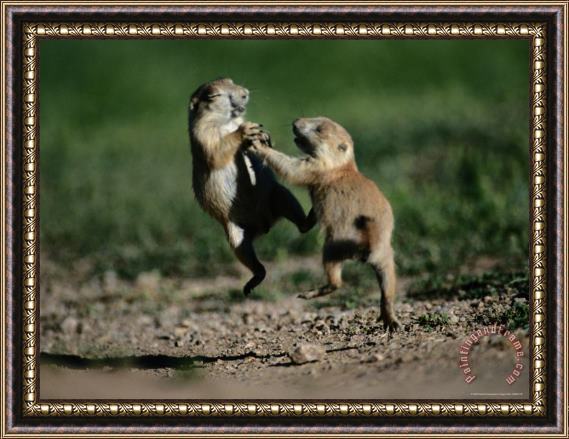 Raymond Gehman Black Tailed Prairie Dog Pups Wrestling on a Burrow Framed Painting