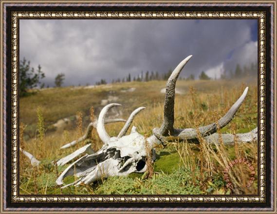 Raymond Gehman Bleached Antlers And Skull in a Mossy Meadow Mark The Demise of a Bull Elk Framed Print