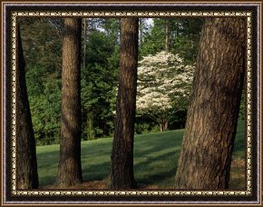 Olive Trees And Poppies Framed Paintings - Blooming Dogwood Tree Among Pine Trees by Raymond Gehman