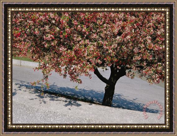 Raymond Gehman Blossoms on a Cherry Tree in Arlington Cemetery Framed Print