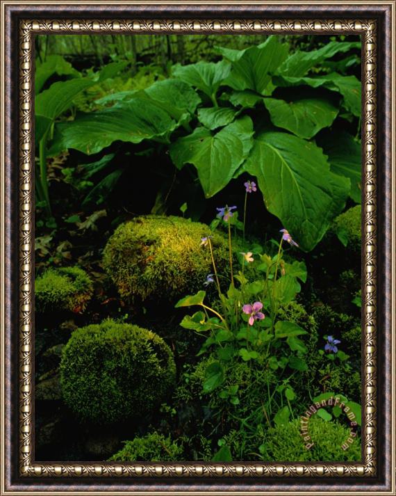 Raymond Gehman Blue Violets Mosses And Skunk Cabbage in a Red Maple Swamp Framed Painting