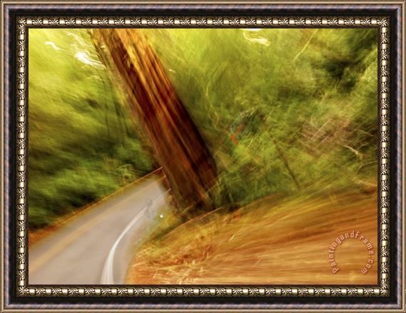 Raymond Gehman Blurred Motion Shot of a Road Running Through a Giant Redwood Forest Framed Painting