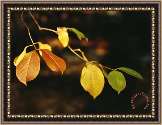 Raymond Gehman Branch of Sassafras Leaves in Fall Colors Framed Painting
