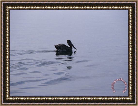 Raymond Gehman Brown Pelican Swimming Along The Water S Surface Framed Print
