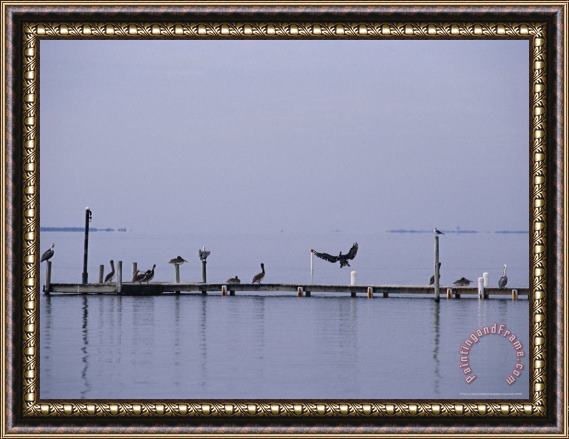 Raymond Gehman Brown Pelicans And Gulls Resting on a Harkers Island Dock Framed Painting