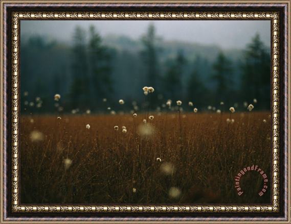 Raymond Gehman Browned Autumn Field of Cotton Grass with White Puff Seedheads Framed Print