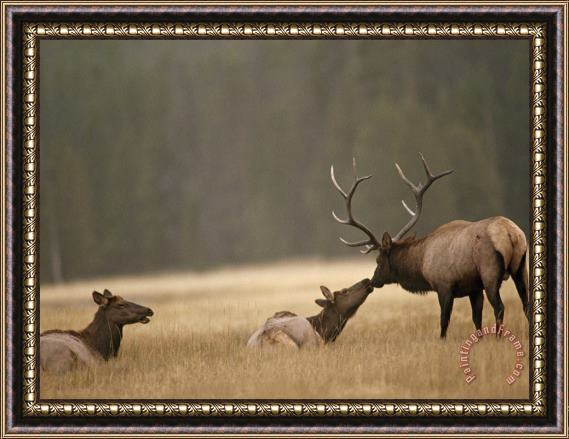 Raymond Gehman Bull Elk Nuzzles a Cow in Yellowstone S Elk Park a Meadow Near The Gibbon River Framed Painting