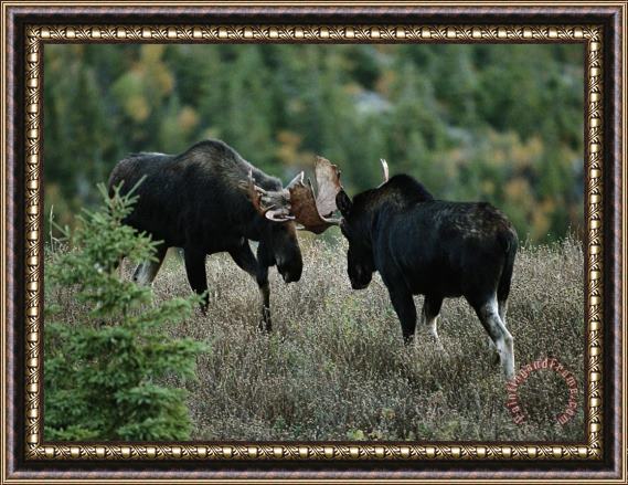 Raymond Gehman Bull Moose Spar with One Another Framed Painting