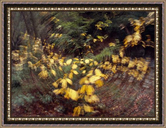 Raymond Gehman Camera Movement Creates Swirl of Birch Leaves in Appalchian Woodland Framed Painting