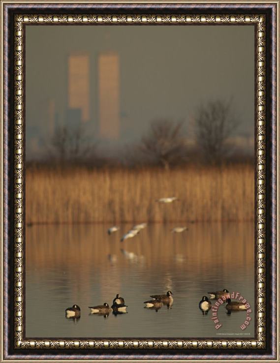 Raymond Gehman Canada Branta Canadensis And Snow Geese Chen Caerulescens Framed Painting