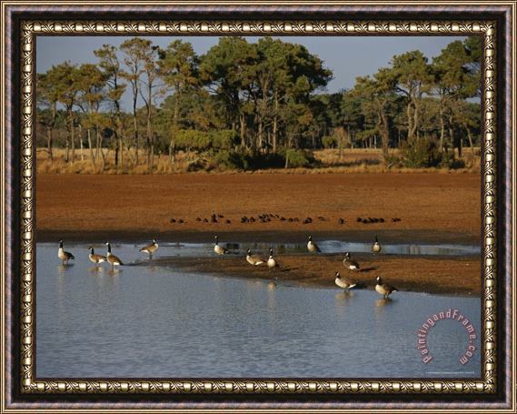 Raymond Gehman Canada Geese And Resting Ducks at The Edge of a Marsh Framed Painting
