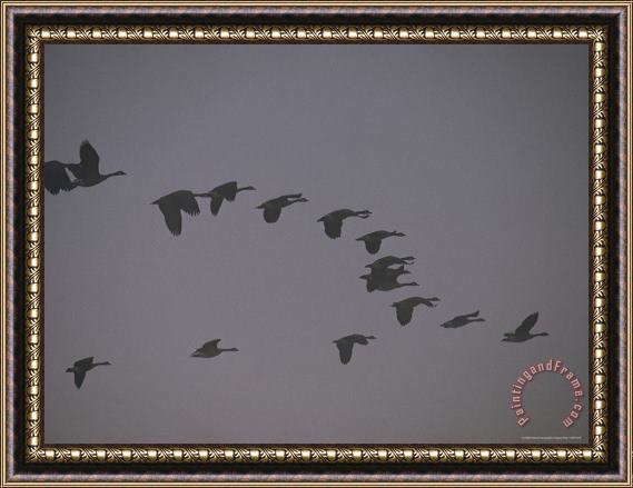 Raymond Gehman Canada Geese Fly in Formation Yellowstone National Park Framed Print
