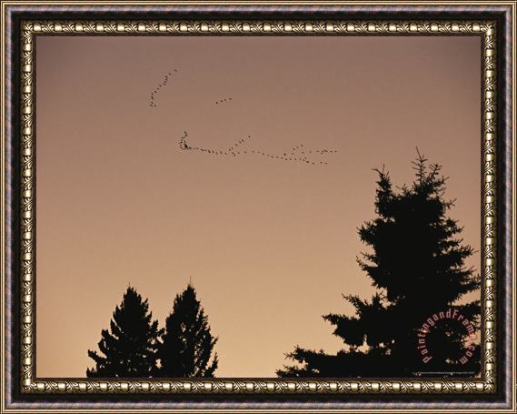 Raymond Gehman Canada Geese Fly Over The Manitoba Escarpment Framed Painting