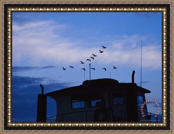 Raymond Gehman Canada Geese Flying High Over a Boat at Twilight Framed Painting