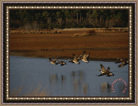 Raymond Gehman Canada Geese Take Flight Over a Marsh Framed Print