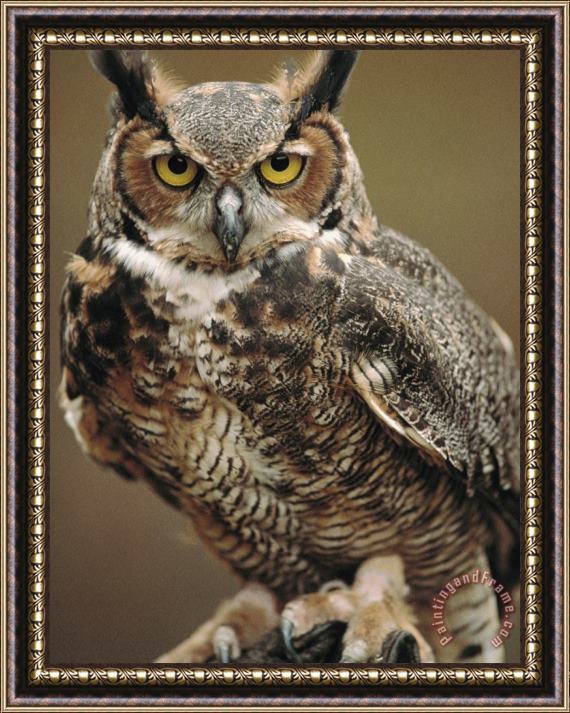 Raymond Gehman Captive Great Horned Owl Framed Painting