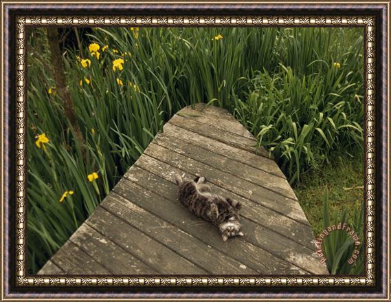 Raymond Gehman Cat Relaxing on a Wooden Deck Near Yellow Irises in Bloom Framed Painting