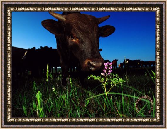 Raymond Gehman Cattle Enjoy Grazing on The Tall Grass Prairie Framed Painting