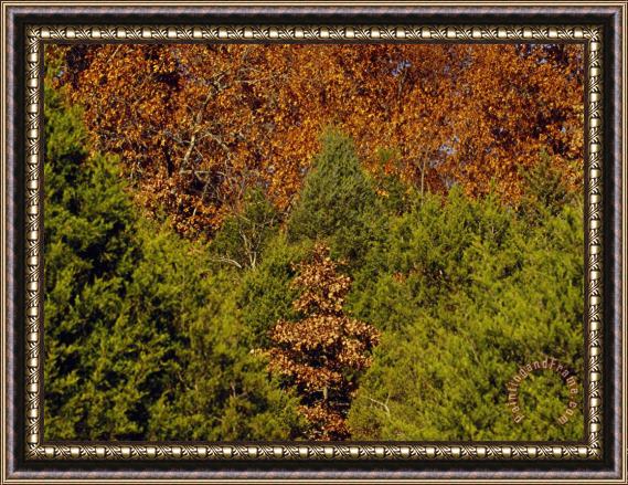 Raymond Gehman Cedar Trees in Lush Green And a Stand of Oaks in Autumn Hues Framed Print