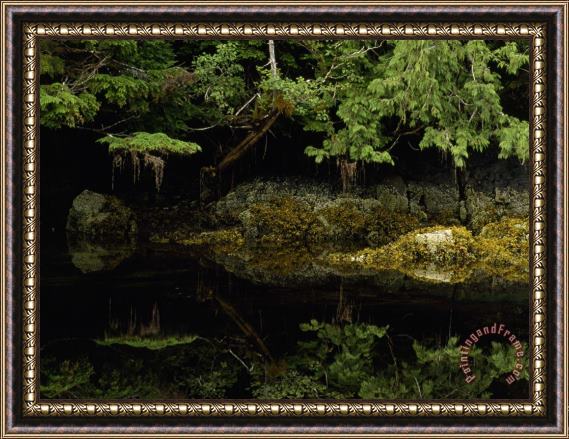 Raymond Gehman Cedars And Spruces Reflected in The Water of Rose Inlet Framed Print