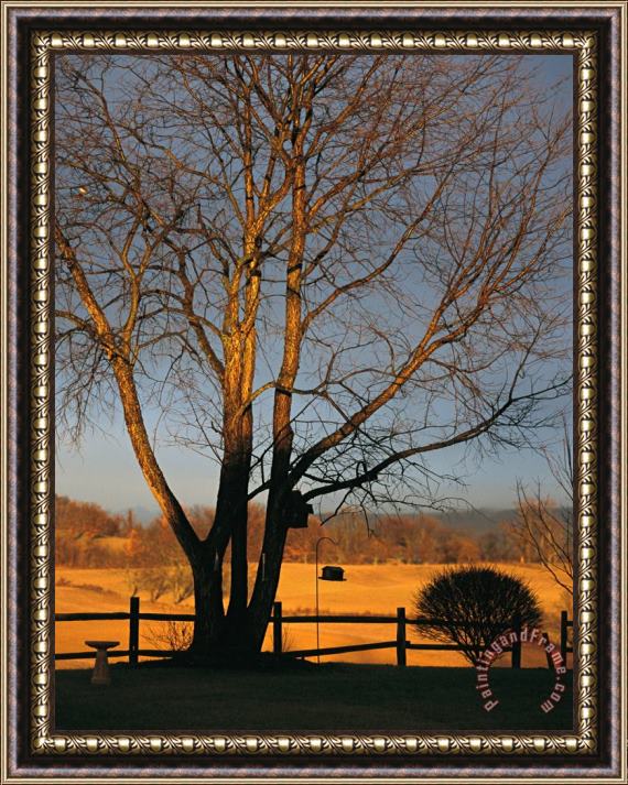 Raymond Gehman Cherry Tree in Waynesboro Pennsylvania Framed Print