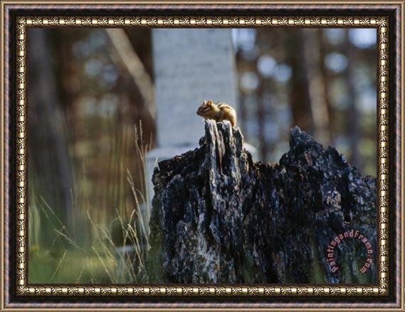 Raymond Gehman Chipmunk on a Tree Stump Framed Painting