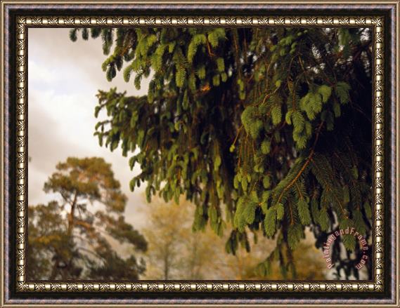 Raymond Gehman Close Detail of a Norway Spruce Tree Branches Framed Print
