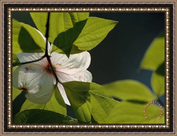 Raymond Gehman Close Up of a Dogwood Flower And Leaves Framed Painting