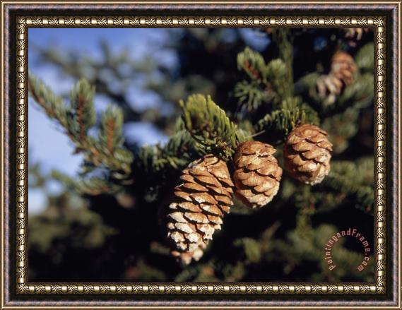 Raymond Gehman Close Up of Cones on a Spruce Tree Branch Framed Painting