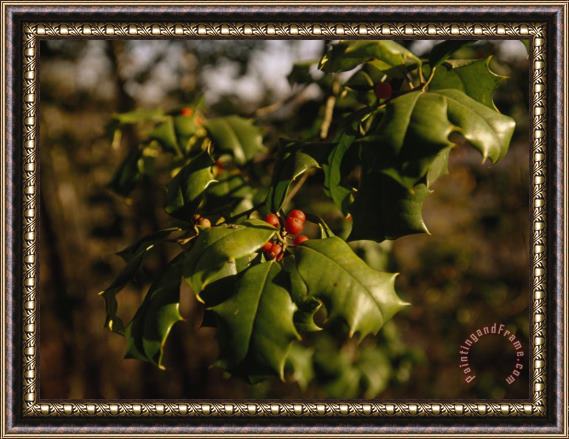 Raymond Gehman Close Up of Female Holly Tree with Berries Framed Print