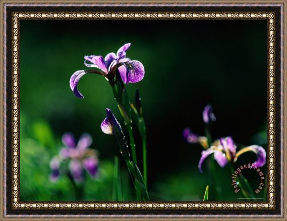 Raymond Gehman Close Up of Irises Taken at North Hegman Lake Framed Painting