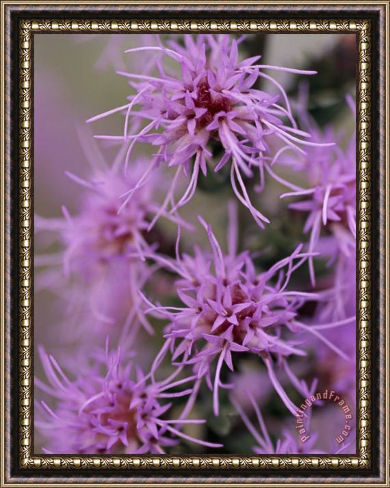 Raymond Gehman Close Up of Purple Wildflowers Framed Print
