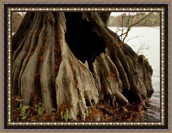 Raymond Gehman Close Up of The Base of a Bald Cypress Tree at Water S Edge Framed Painting