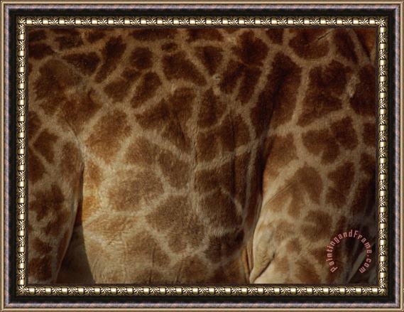 Raymond Gehman Close Up of The Patterns on a Giraffe Framed Painting