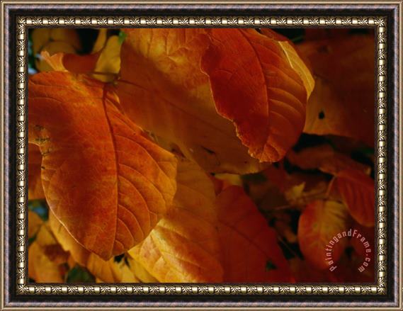 Raymond Gehman Close Up View of Autumn Leaves Framed Painting