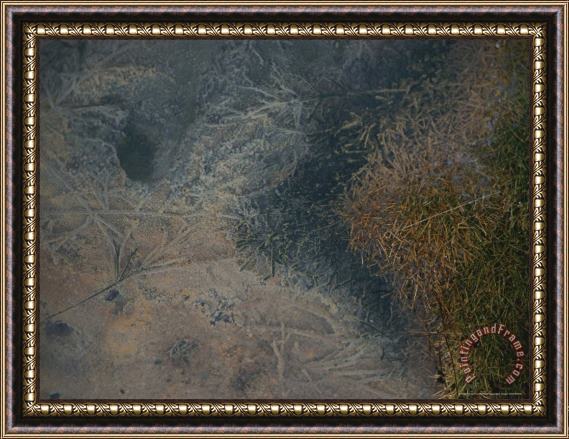 Raymond Gehman Close View of a Creek Bottom Littered with Mineral Encrusted Twigs Framed Print