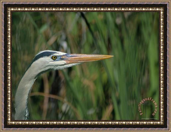 Raymond Gehman Close View of a Great Blue Heron Framed Painting