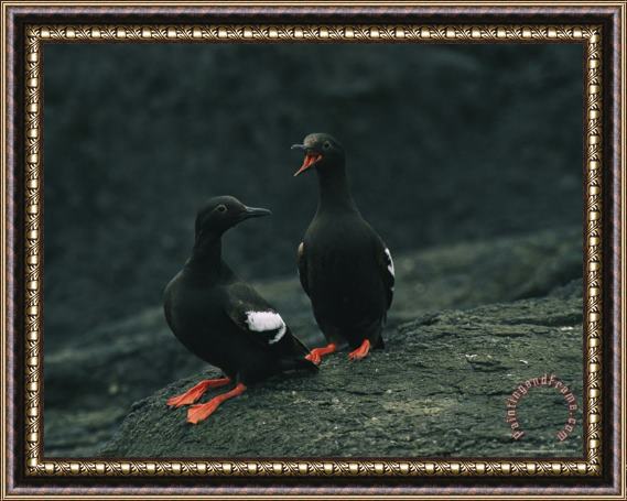 Raymond Gehman Close View of a Pair of Pigeon Guillemots Cepphus Columba Framed Painting