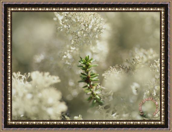 Raymond Gehman Close View of a Sprig of Crowberry Surrounded by Caribou Moss Framed Painting