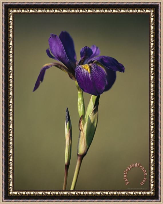 Raymond Gehman Close View of a Wild Blue Flag Iris Framed Print