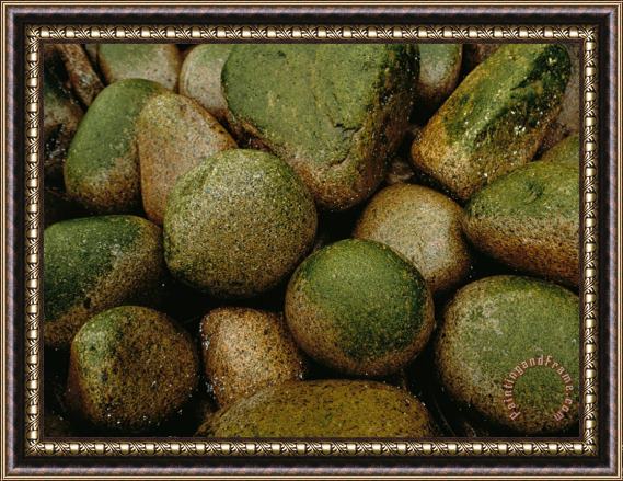 Raymond Gehman Close View of Moss Covered Stones in Rain Framed Painting